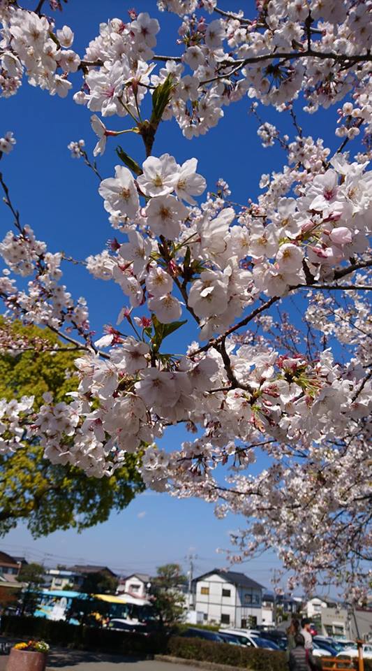 桜咲く散る