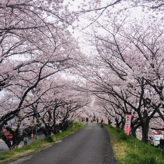 【やさしい日本語】花見（はなみ）