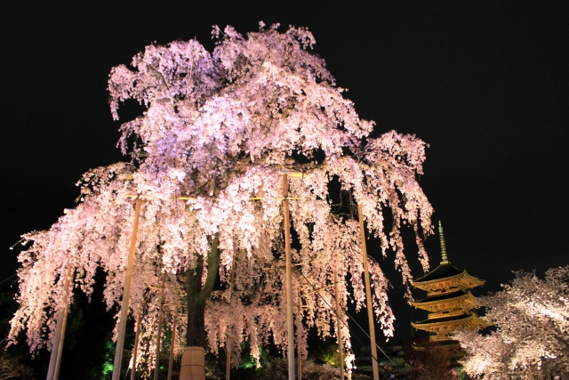 【やさしい日本語】夜桜（よざくら）